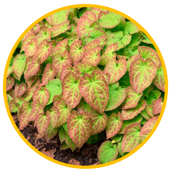 Epimedium Extract