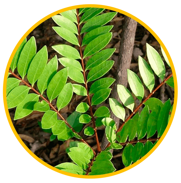 Eurycoma Longifolia Extract
