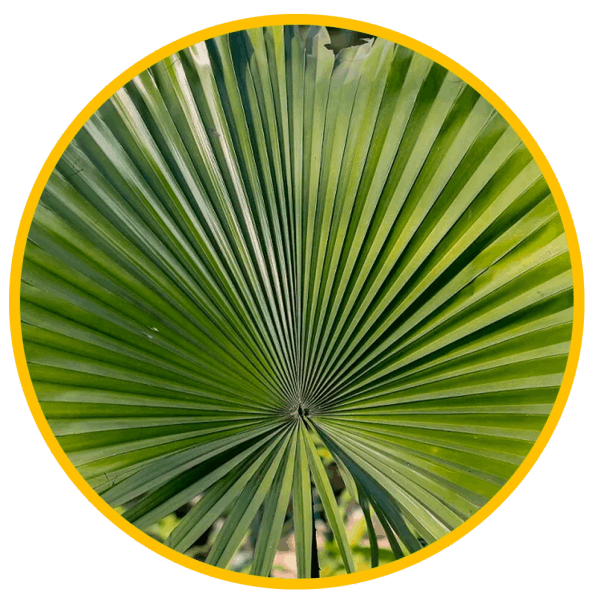 Saw Palmetto Extract